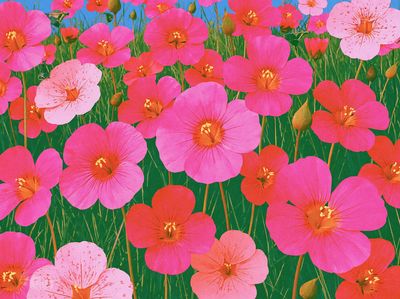 Pink Wildflower Meadow Illustration Poster. poster