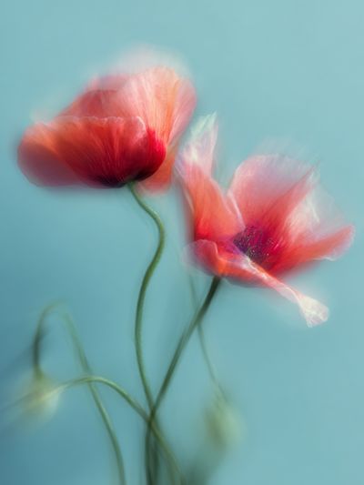 Dreamy Poppy Bloom Photography Poster.