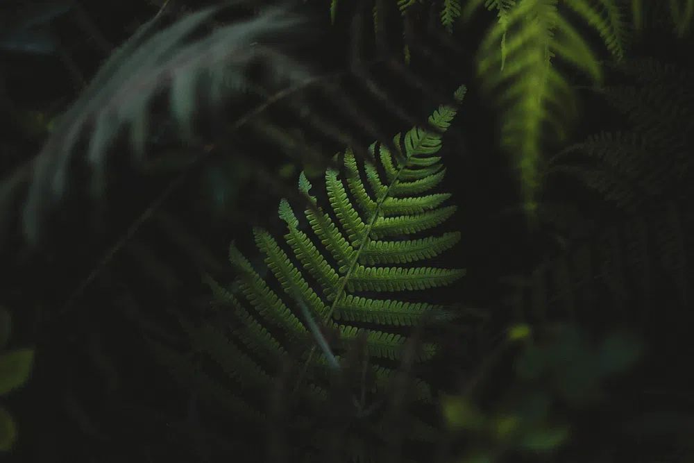 Fern leaves forest Oahu, Hawaii. poster — botanical art