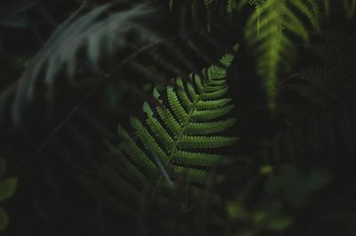 Fern leaves forest Oahu, Hawaii. poster