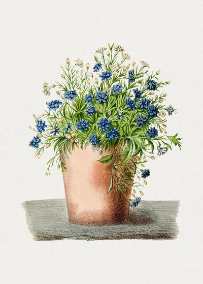 Hand drawn garden lobelia pot.