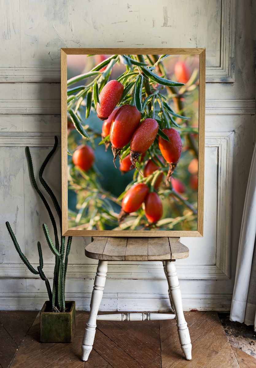 Frosted Rose Hips Botanical Print. room preview