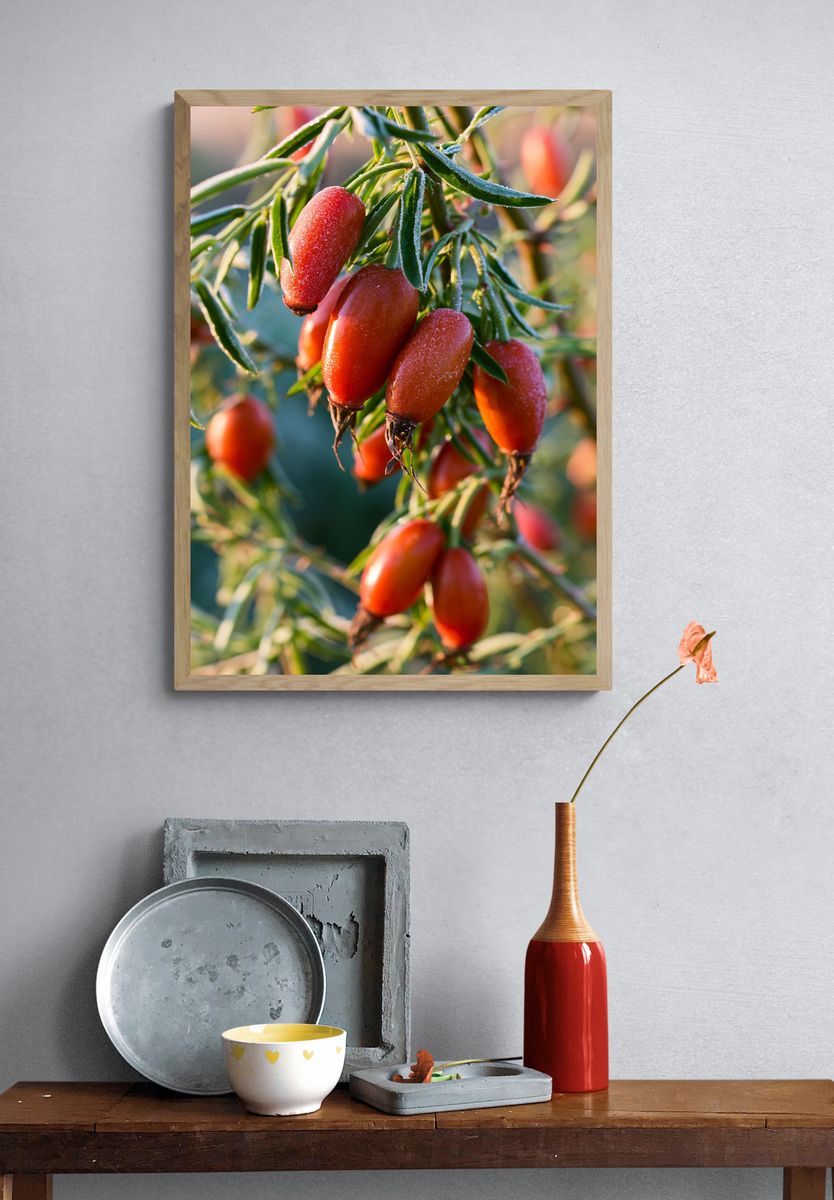 Frosted Rose Hips Botanical Print. — room view 3
