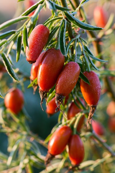 Frosted Rose Hips Botanical Print.
