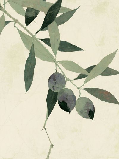 Olive Branch Botanical Print.