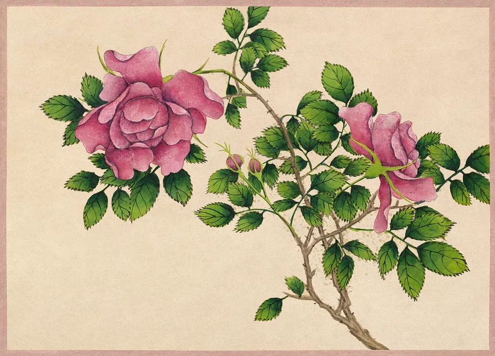 Rose (18th Century) painting high. poster — botanical art