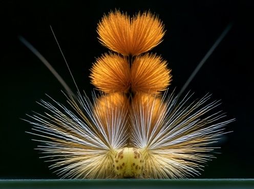 Orange Thistle Macro Photography Poster. poster detail