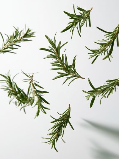 Rosemary Sprigs Botanical Print.