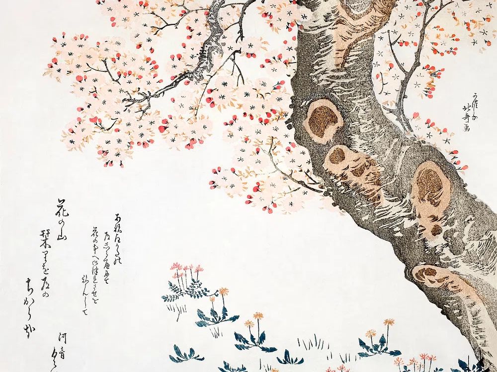 Katsushika Hokusai’s cherry tree (1760–1849). poster — botanical art