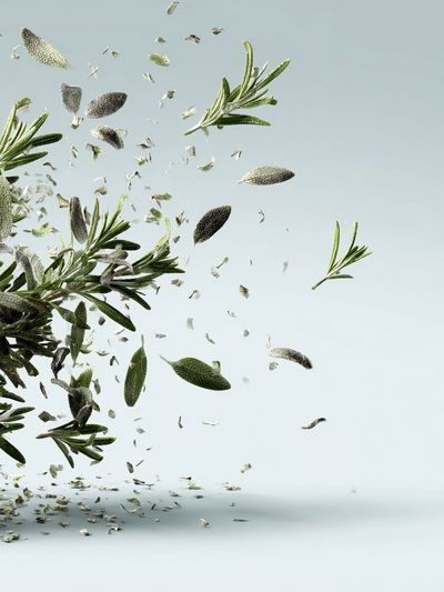 Floating Rosemary — Botanical Print. poster print