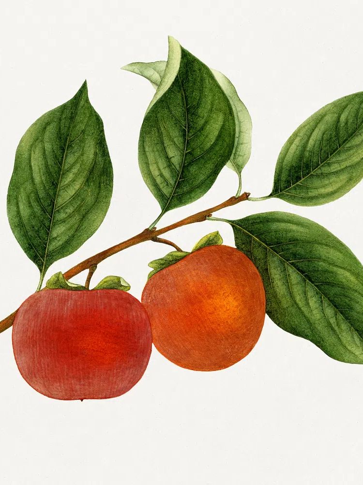 Vintage persimmon twig. Original U.S. poster — botanical art