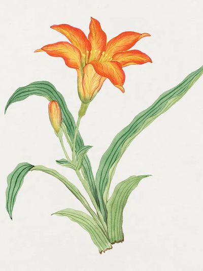 Sunflower Botanical Print.