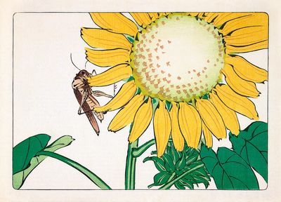 Sunflower and Grasshopper Illustration Poster. poster