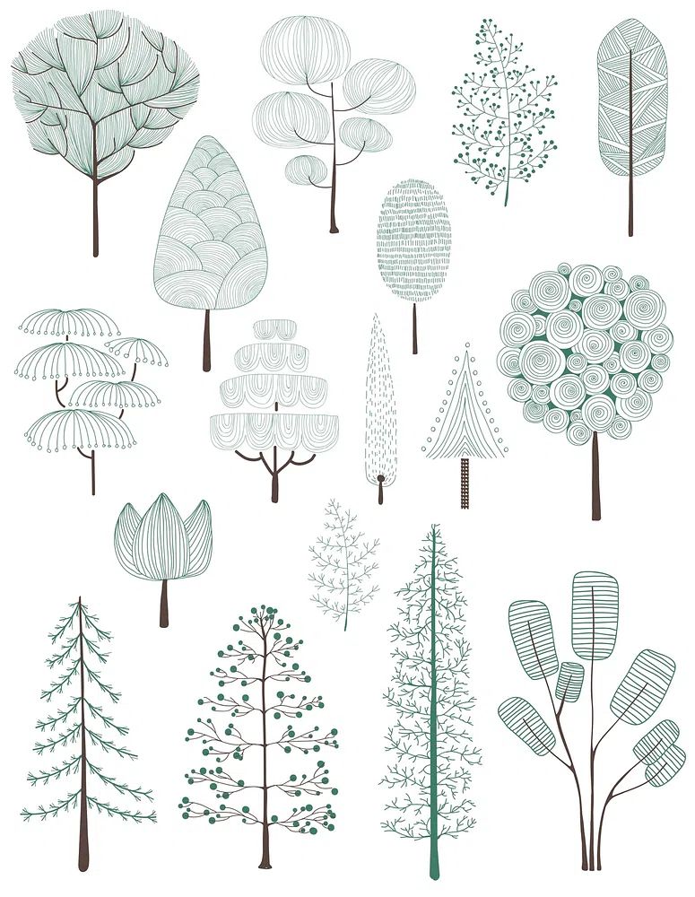 Illustration of pine trees collection. poster — botanical art