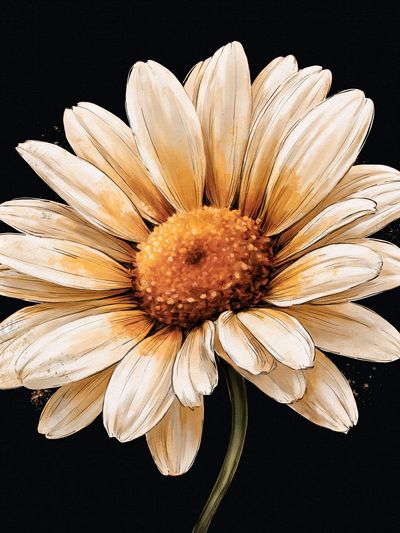 Cream Daisy Botanical Print. poster