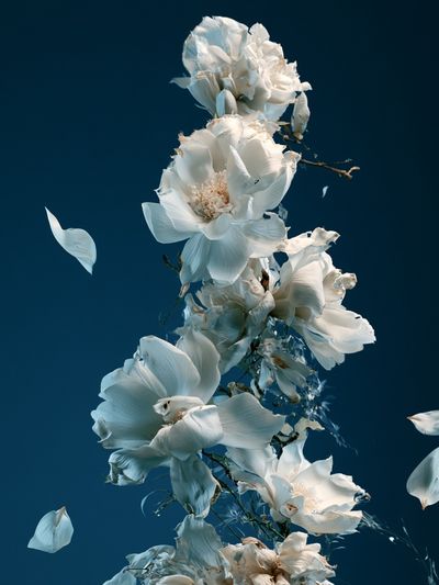 White Blossoms Botanical Print.