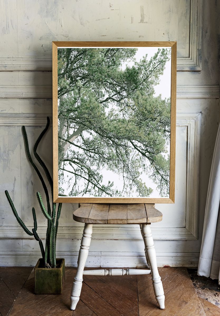 Eucalyptus Canopy Botanical Print. room preview
