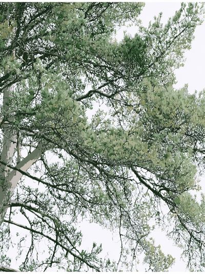 Eucalyptus Canopy Botanical Print.
