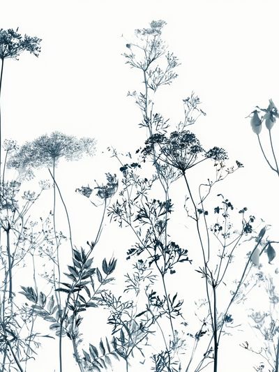 Wild Meadow Botanical Print. poster