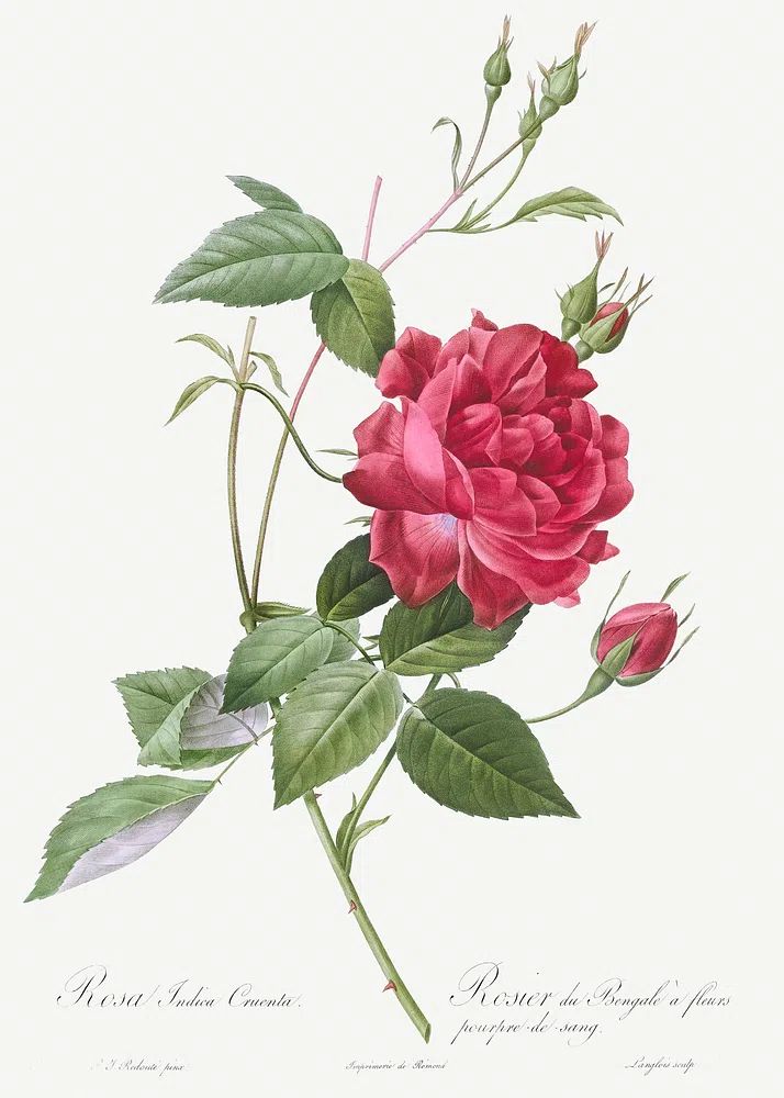 Blood-Red Bengal Rose, Rosa indica. poster — botanical art