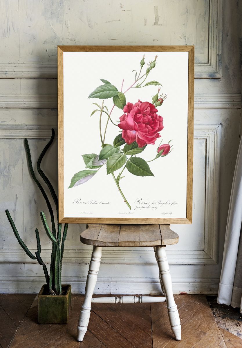 Blood-Red Bengal Rose, Rosa indica. room preview