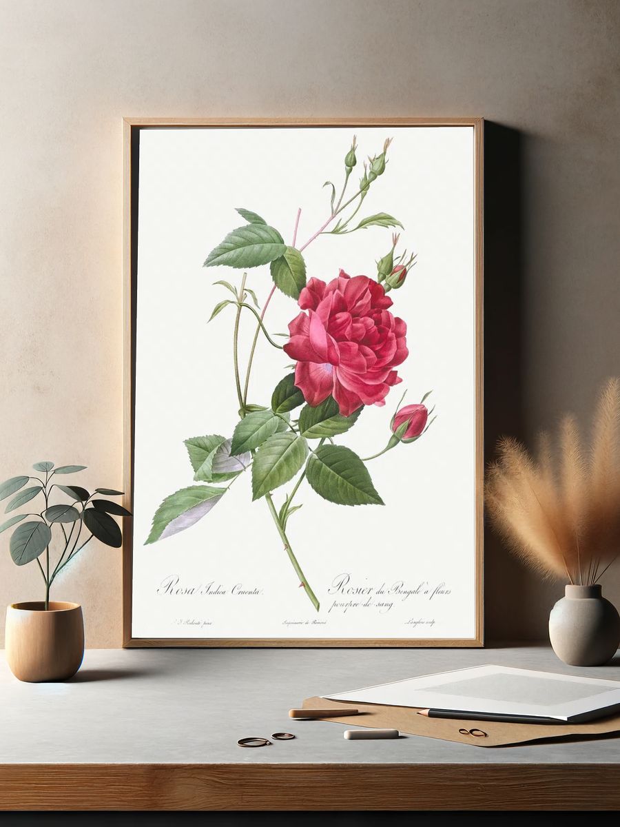 Blood-Red Bengal Rose, Rosa indica. — room view 2