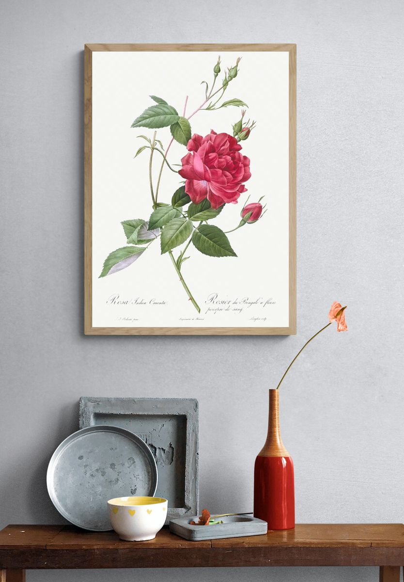 Blood-Red Bengal Rose, Rosa indica. — room view 3
