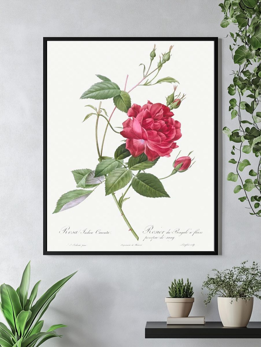 Blood-Red Bengal Rose, Rosa indica. — room view 4