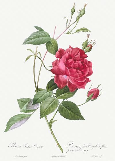 Blood-Red Bengal Rose, Rosa indica. poster