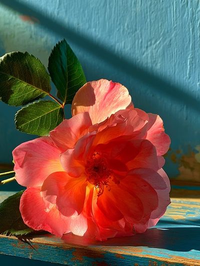 Pink Rose Botanical Print. poster