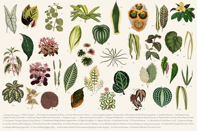 Collection leaves found Shirley Hibberd.