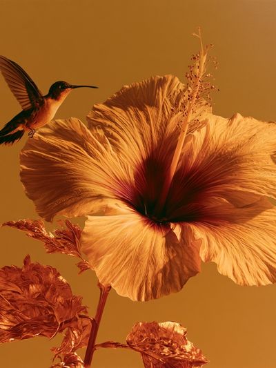 Hummingbird Hibiscus Botanical Print.