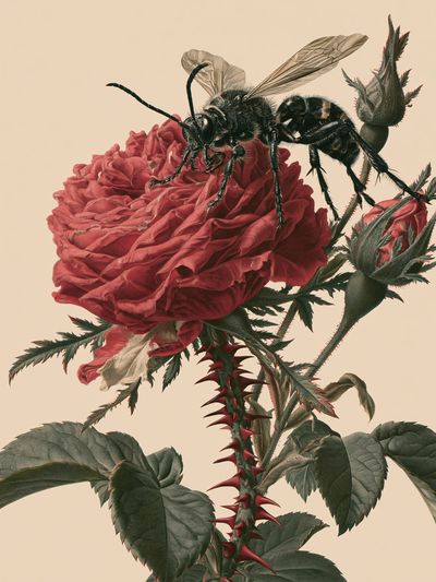 Bee on Rose Botanical Print.