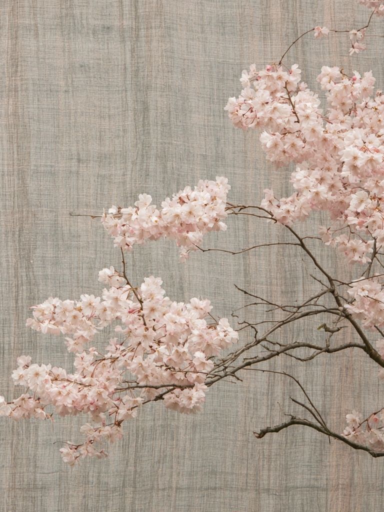 Cherry Blossom Branch Print. poster — botanical art