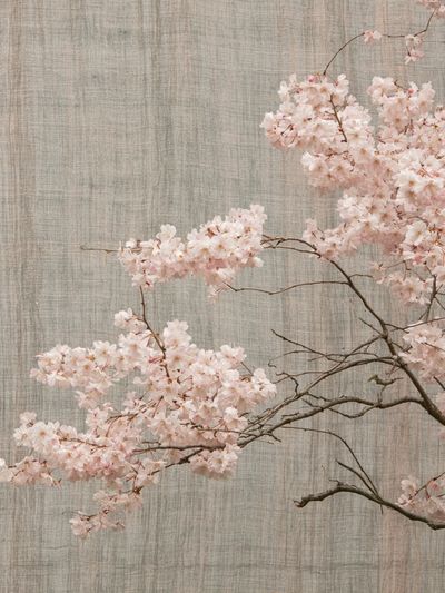 Cherry Blossom Branch Print.