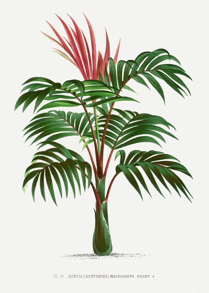 Vintage palm tree illustration. Digitally. poster detail