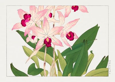 Orchid Blossoms — Botanical Print. poster print