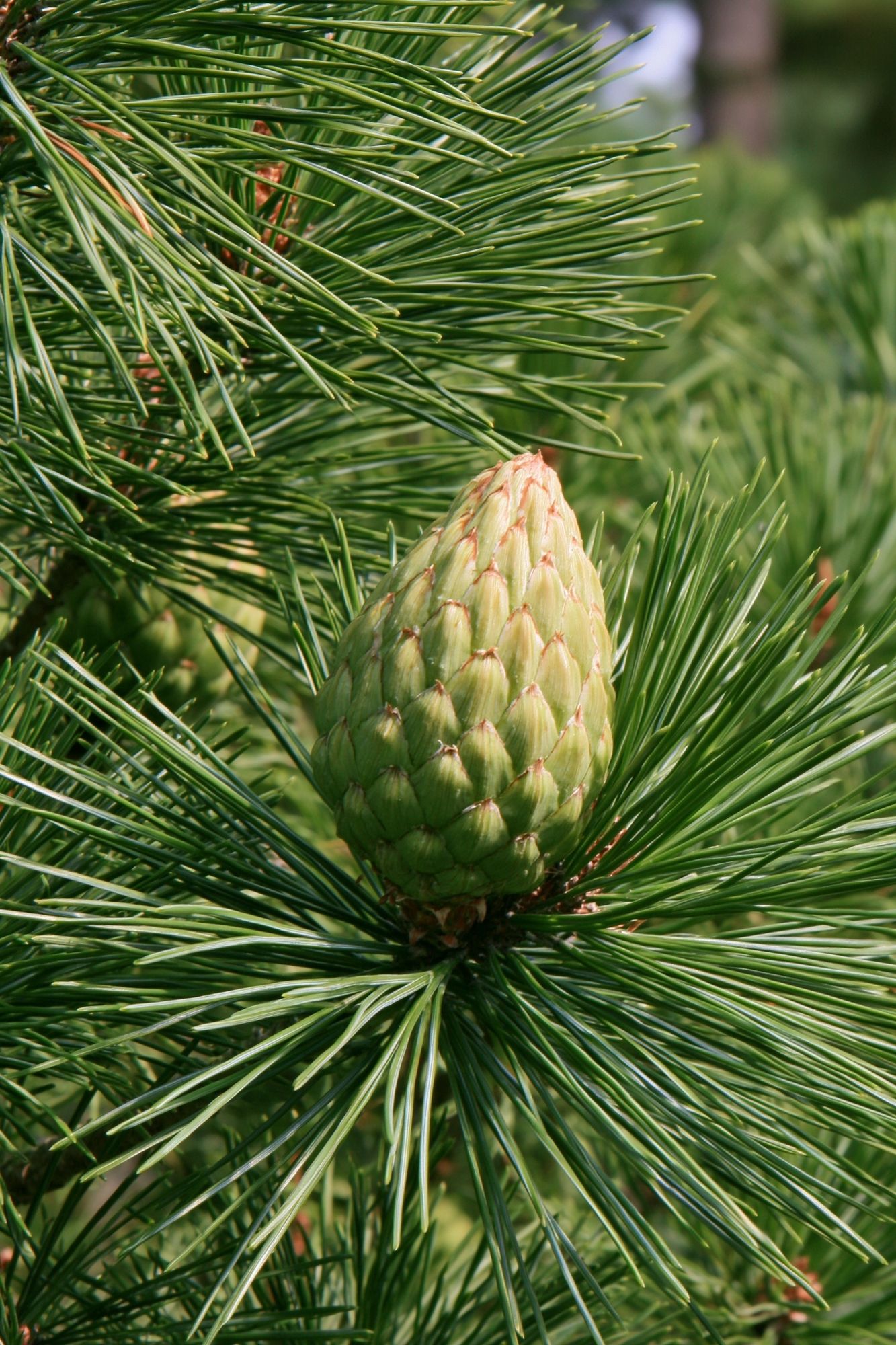 Pine Cone Close-Up Nature Print. poster — botanical art
