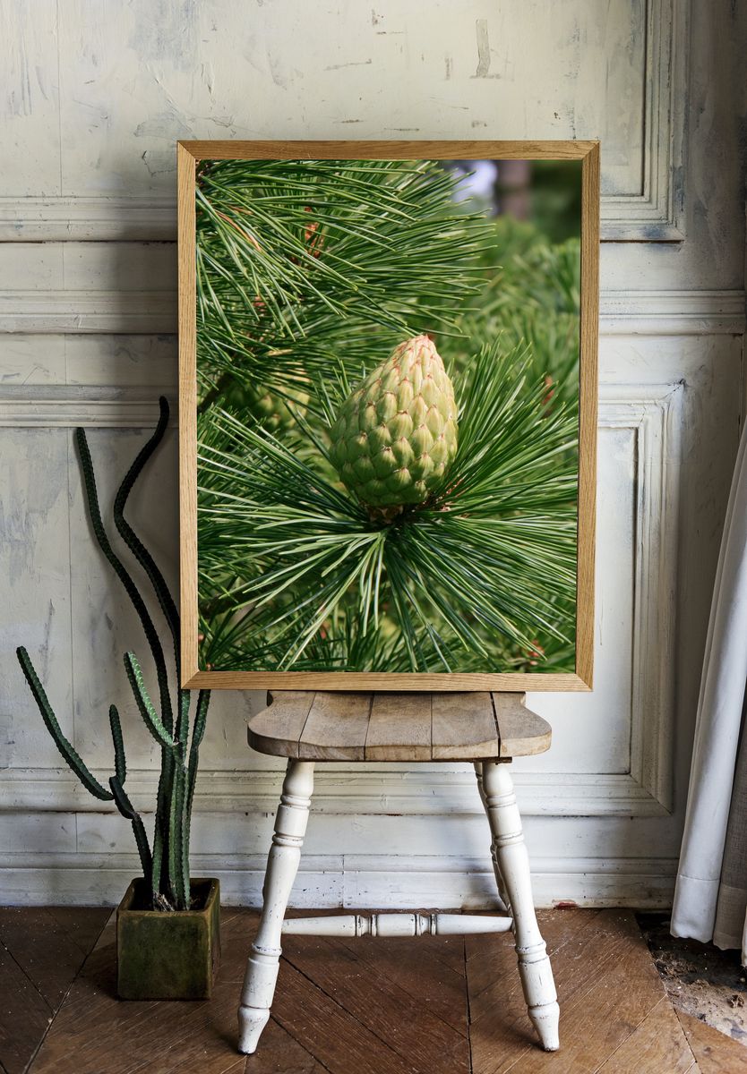 Pine Cone Close-Up Nature Print. room preview