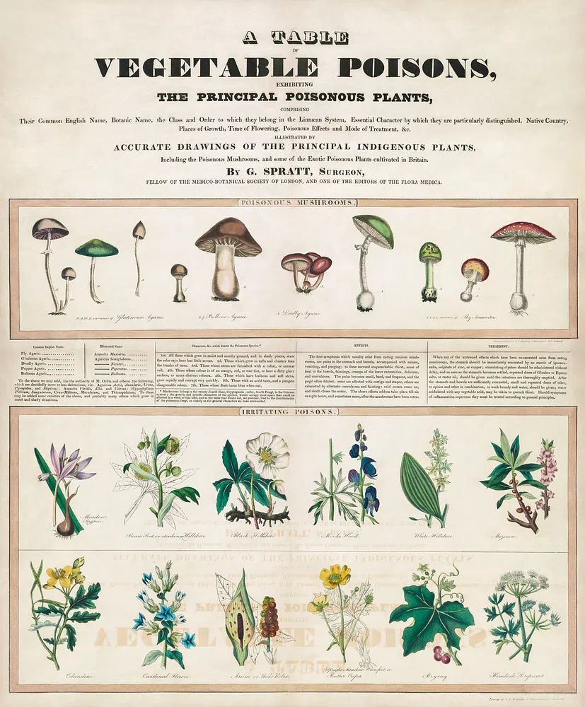 Poisonous mushrooms: Irritating poisons (1840–1850). poster — botanical art