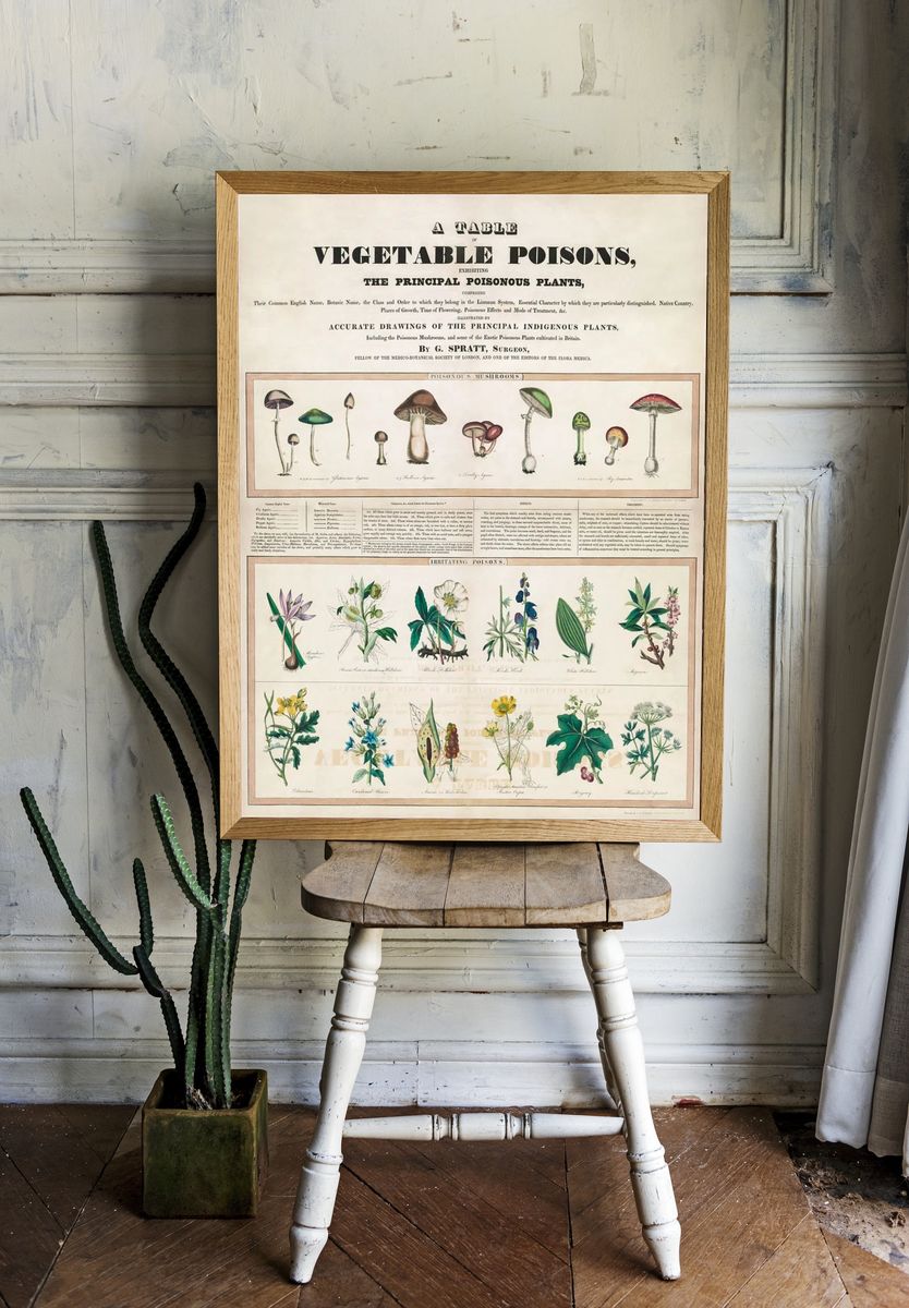 Poisonous mushrooms: Irritating poisons (1840–1850). — room view 1