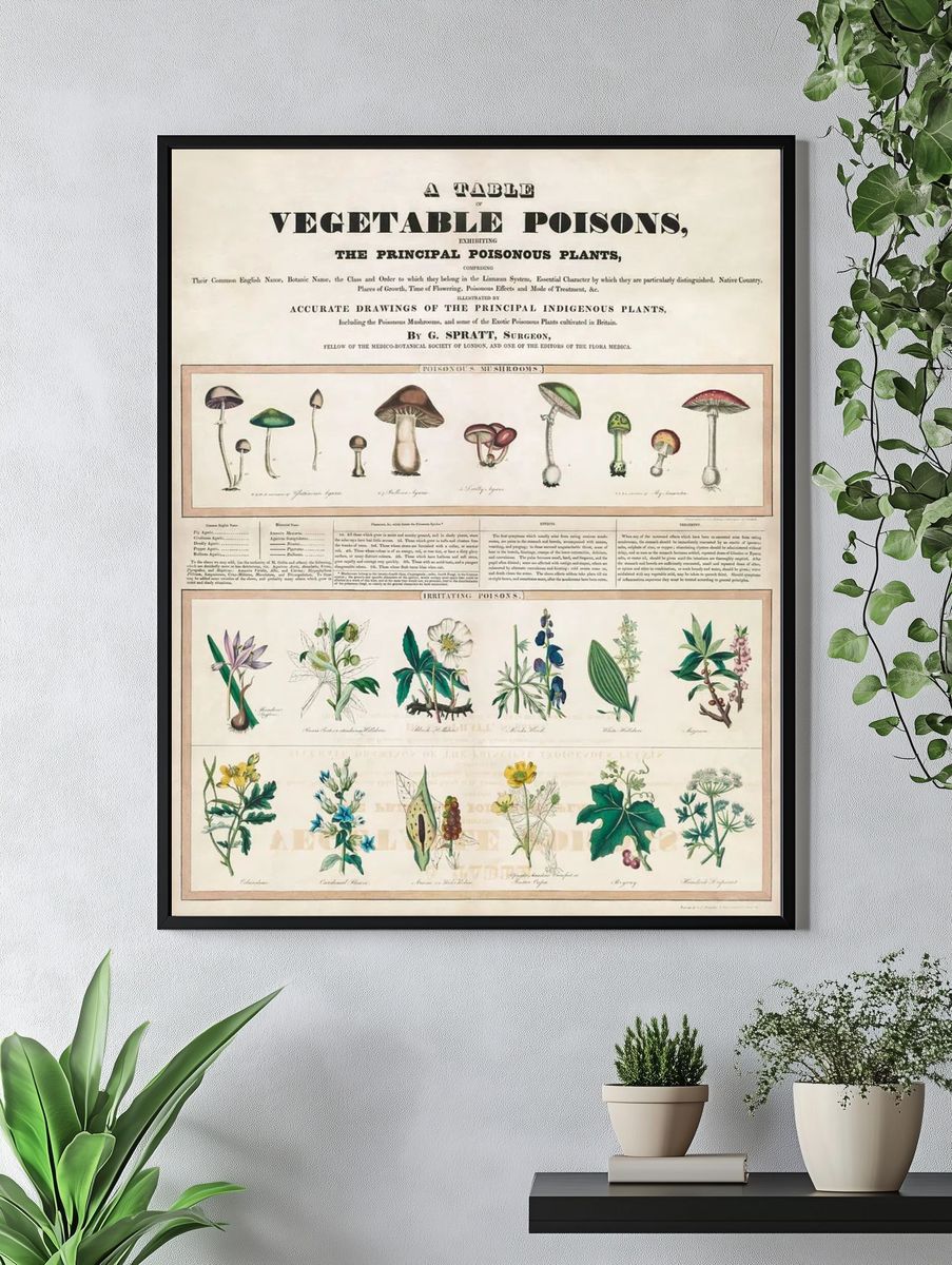 Poisonous mushrooms: Irritating poisons (1840–1850). — room view 4