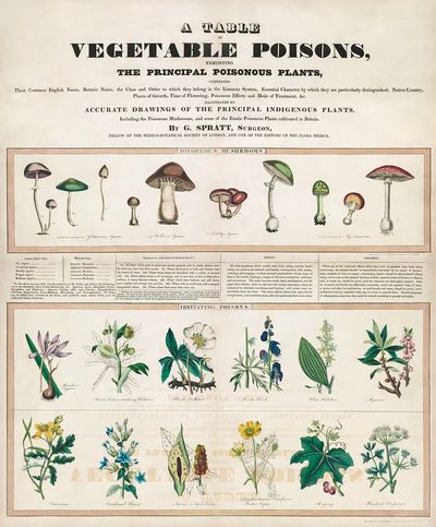 Poisonous mushrooms: Irritating poisons (1840–1850). poster