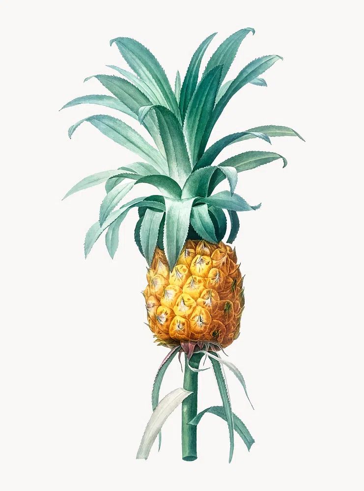 Vintage Illustration of Pineapple. poster detail