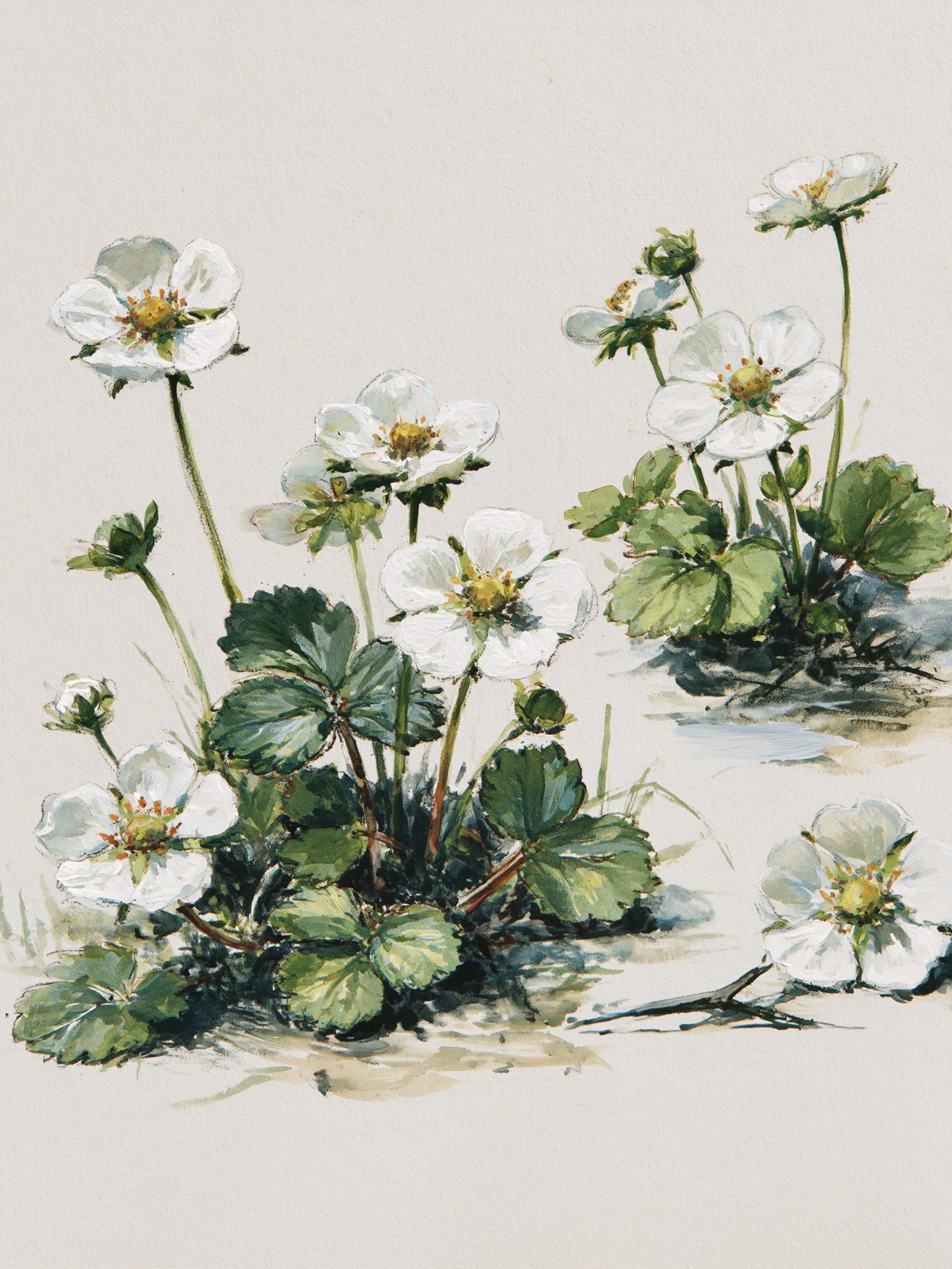 Wild Strawberry Blossom Watercolor Print. poster detail