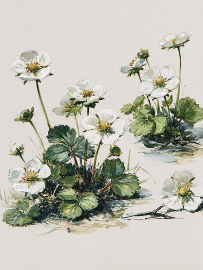 Wild Strawberry Blossom Watercolor Print.