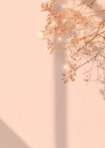 Dried flower window shadow floral. poster