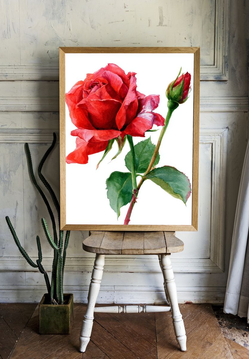 Red Rose Watercolor Poster. room preview