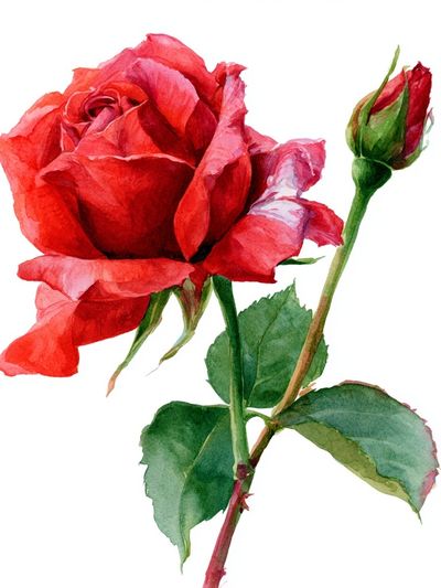 Red Rose Watercolor Poster.