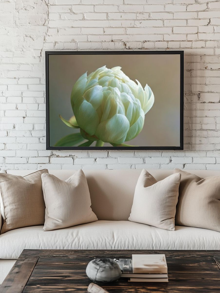 Pale Peony Bloom Photography Poster. — room view 1